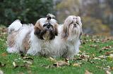 SHIH TZU 093